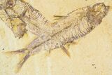 Limestone With Four Detailed Fossil Fish - Wyoming #384491-2